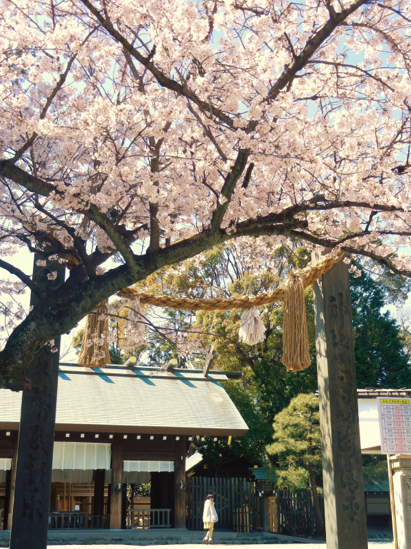 樱花| 博客 | 专注日语培训30年-日本留学-语言学校-横滨国际教育学院